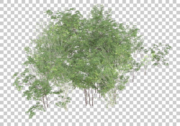 Green plants with transparent background 3d rendering illustration