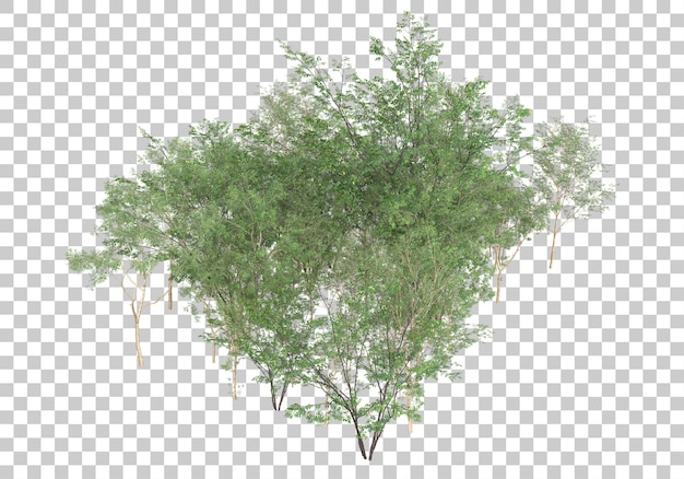 Green plants with transparent background 3d rendering illustration