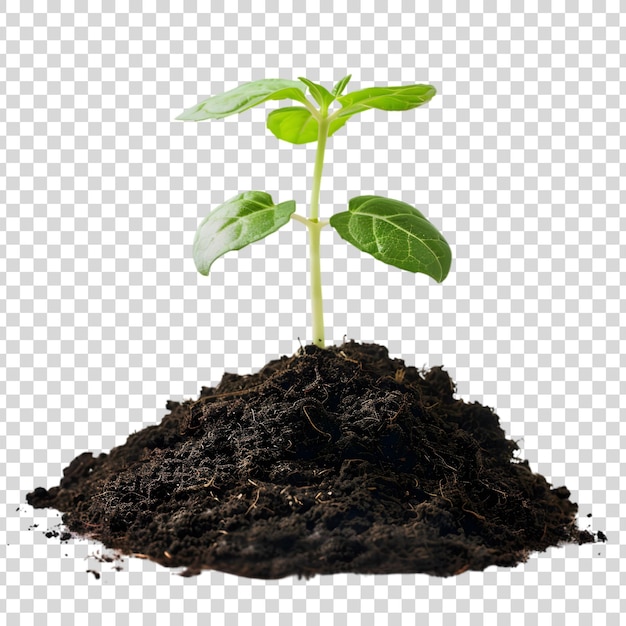 Green seedling in soil on a transparent background