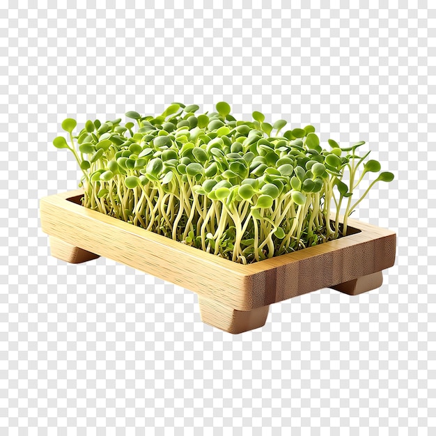 PSD green soybean sprouts isolated on a transparent background