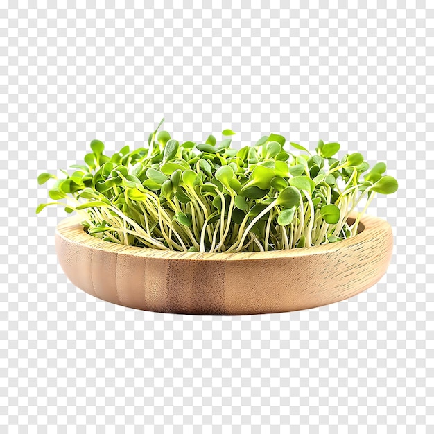 PSD green soybean sprouts isolated on a transparent background