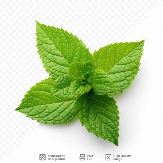 a green sprig of mint leaves is shown on a transparent background.