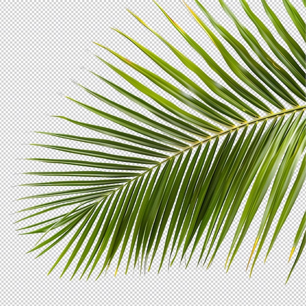 PSD a green summer palm leaf