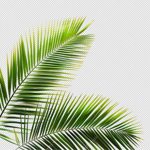 PSD a green summer palm leaf