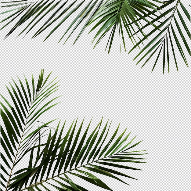 PSD a green summer palm leaf