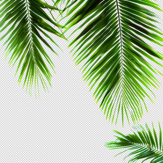 PSD a green summer palm leaf