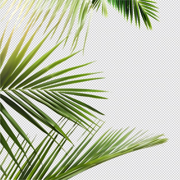 PSD a green summer palm leaf