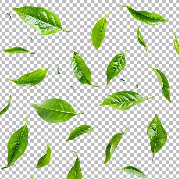 Green tea leaf isolated on transparent background