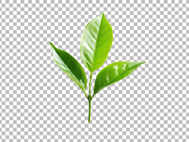 Green tea leaf isolated on transparent background