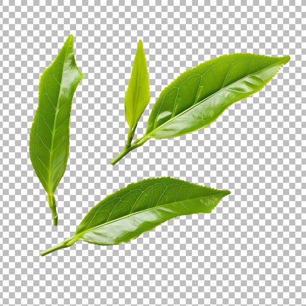 Green tea leaf isolated on transparent background