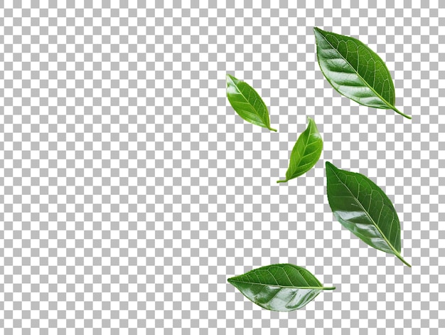 Green tea leaf isolated on transparent background