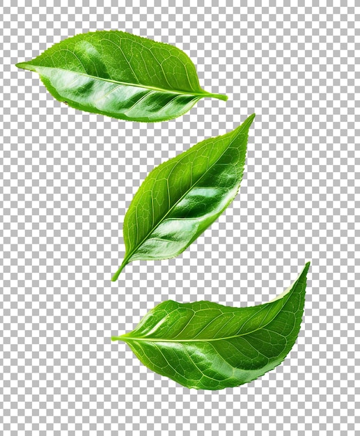 Green tea leaf isolated on transparent background