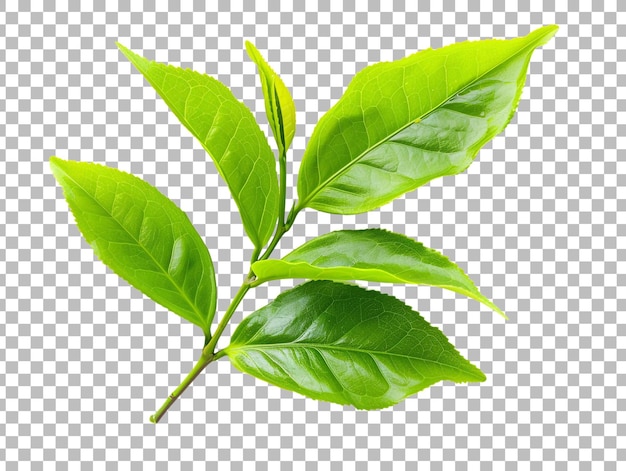 Green tea leaf isolated on transparent background