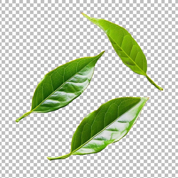 Green tea leaf isolated on transparent background