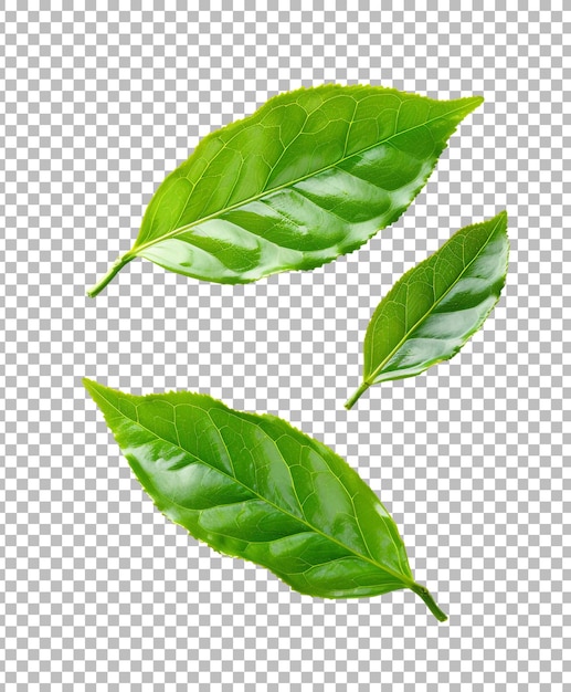 Green tea leaf isolated on transparent background