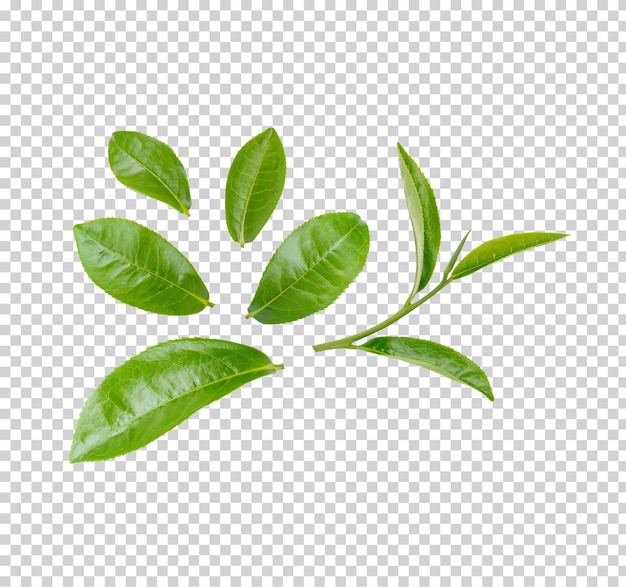 Green tea leaves isolated Premium PSD