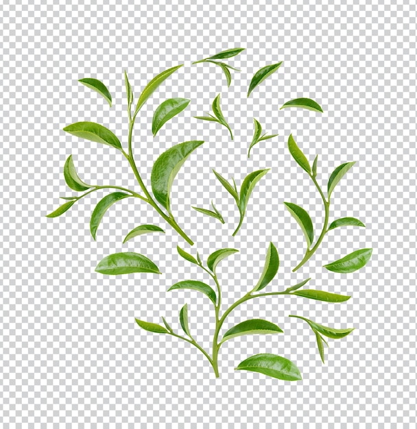 Green tea leaves isolated Premium PSD