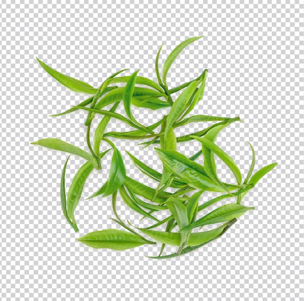 Green tea leaves isolated Premium PSD