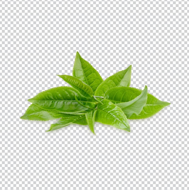 Green tea leaves isolated Premium PSD