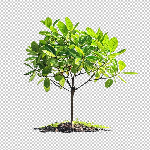 green tree and plant on white background style raw Job ID d38ef2fc8e7c4b47afa80524bee8a41a