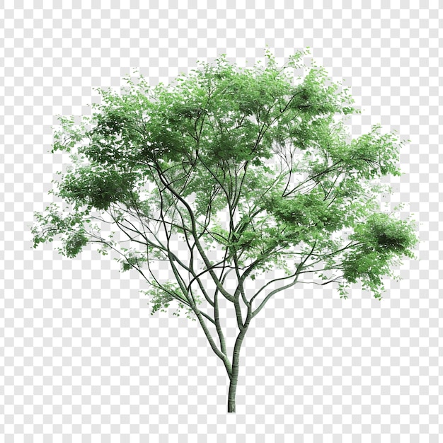 Green Tree with Lush Foliage