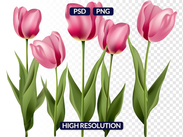 Group of Five Pink Tulips in Various Stages of Bloom Isolated on Transparent Background