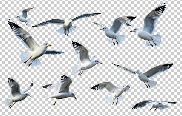 PSD group of flying seagulls isolated on transparent background png