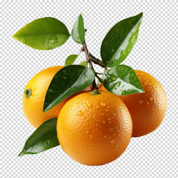 A group of Fresh mandarin orange isolated on white background