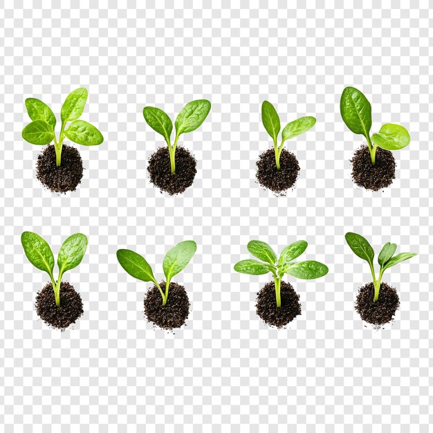 Growth and Development of Young Plants