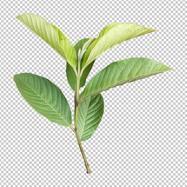 Guava leaves isolated rendering