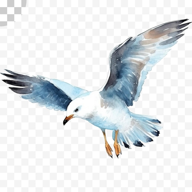 Gulls transparent background