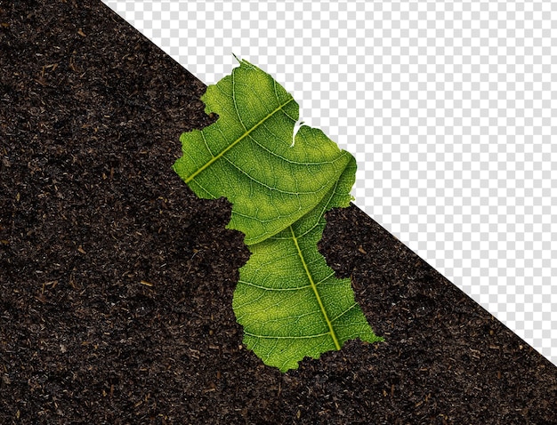 Guyana map made of green leaves on soil background ecology concept