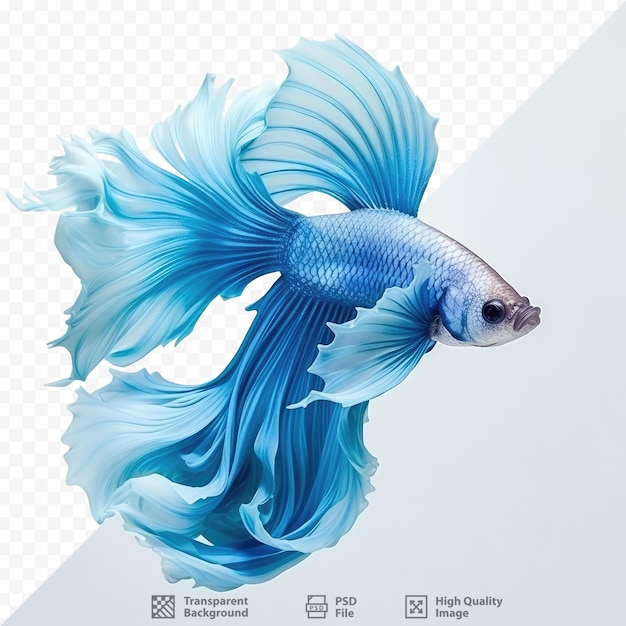 HalfMoon fish in action isolated on transparent background