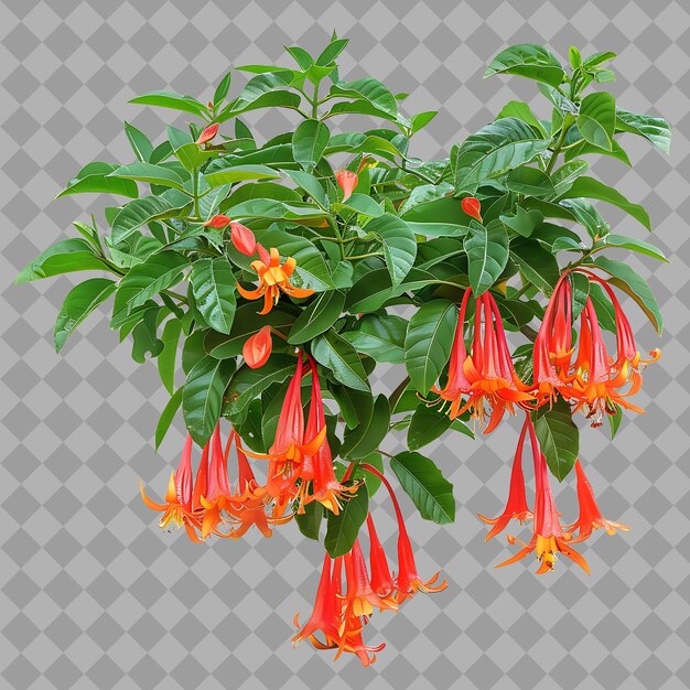 PSD hamelia patens with spreading form and have vibrant orange r png isolated shrub on clean background