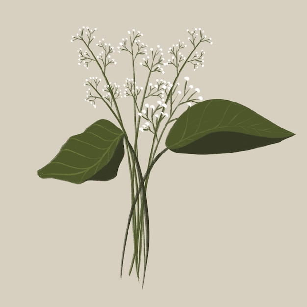 hand drawn arrangement of white flowers and green leaves