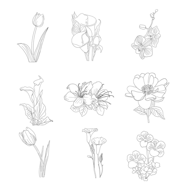 Hand drawn floral decorative elements set