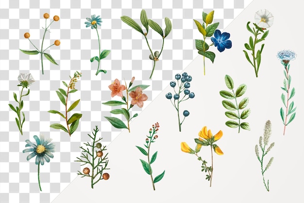 PSD hand drawn flower png sticker set vintage illustration