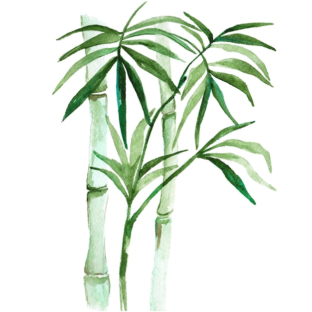 Hand drawn illustration of watercolor bamboo isolated on white background