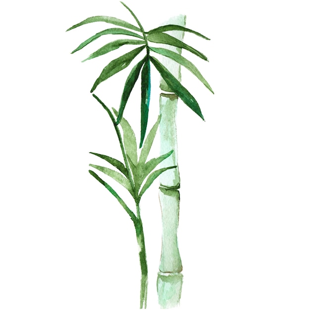 Hand drawn illustration of watercolor bamboo isolated on white background