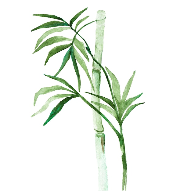 Hand drawn illustration of watercolor bamboo isolated on white background