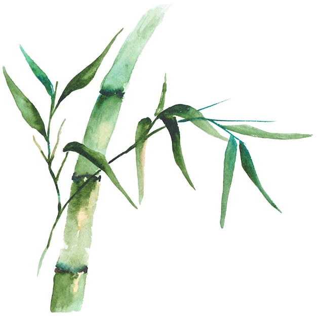 Hand drawn illustration of watercolor bamboo isolated on white background