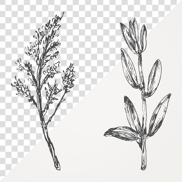 Hand drawn plants collection transparent png