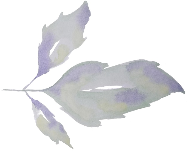 Hand drawn watercolour leaves