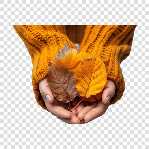 PSD hand holding autumn leaves fall autumn illustrationon transparent background