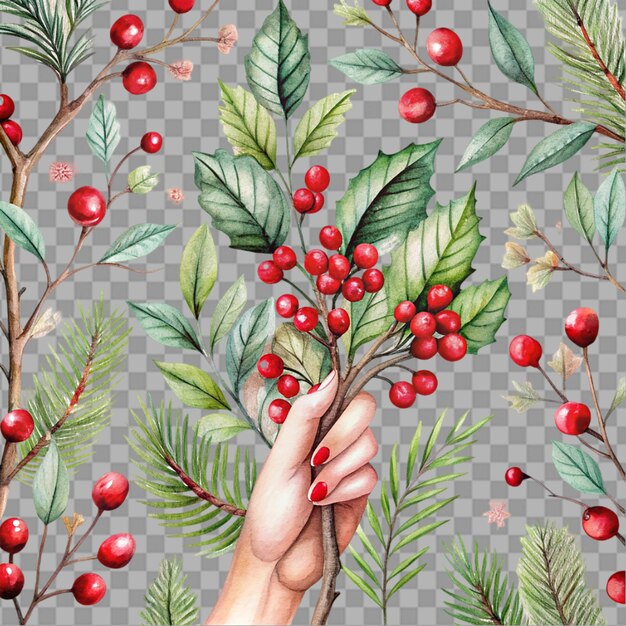 PSD hand holding christmas tree branch with red berries