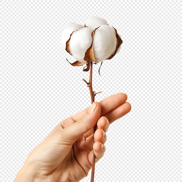 Hand holding cotton on isolated transparent background