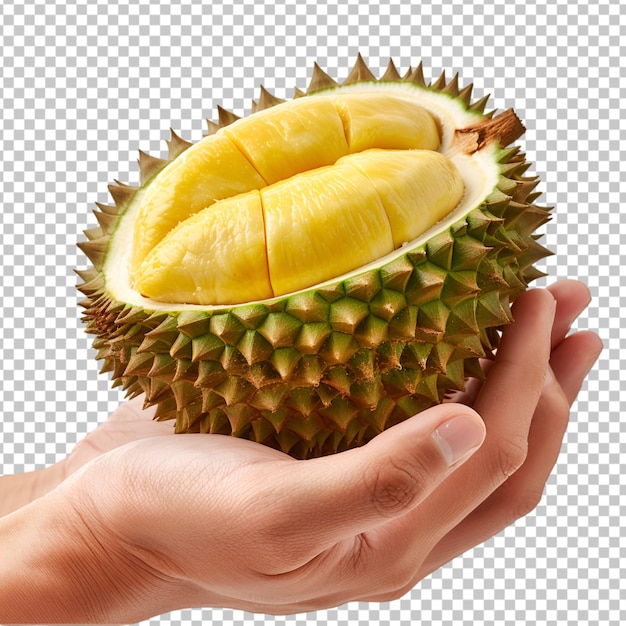 hand holding durian fruit transparent background