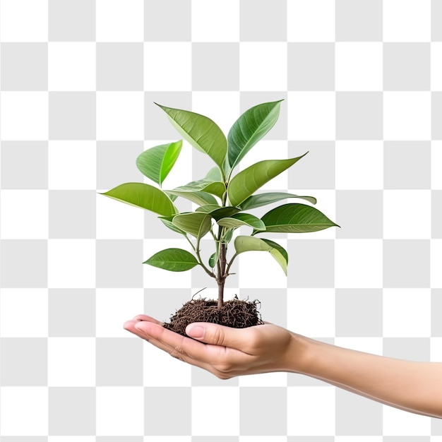 Hand holding plant transparency background PSD