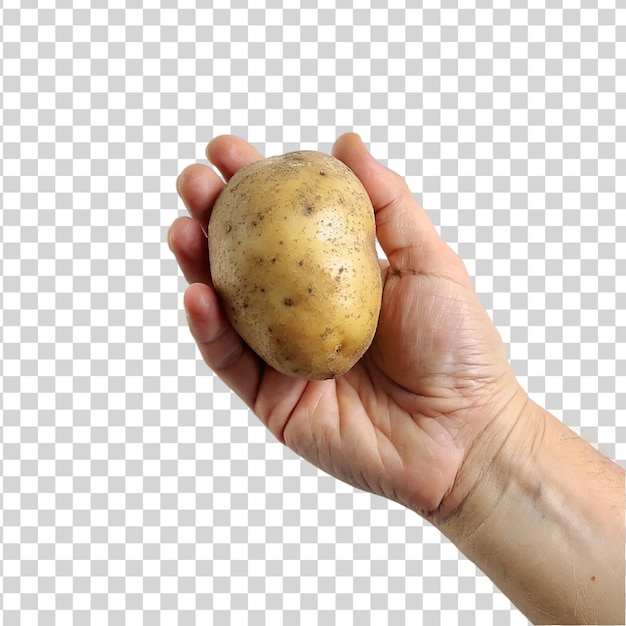 Hand holding potato isolated on transparent background