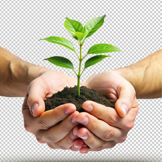 PSD hands holding a plant isolated on transparent background